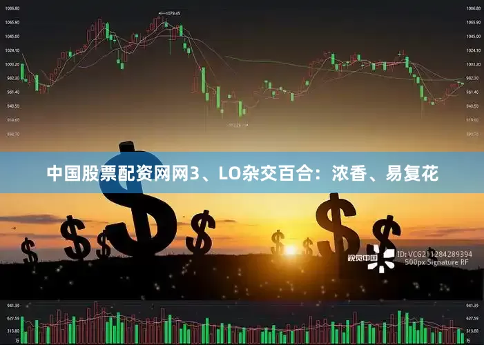 中国股票配资网网3、LO杂交百合：浓香、易复花